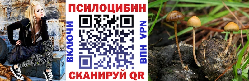 дарнет шоп  Сураж  Галлюциногенные грибы прущие грибы 